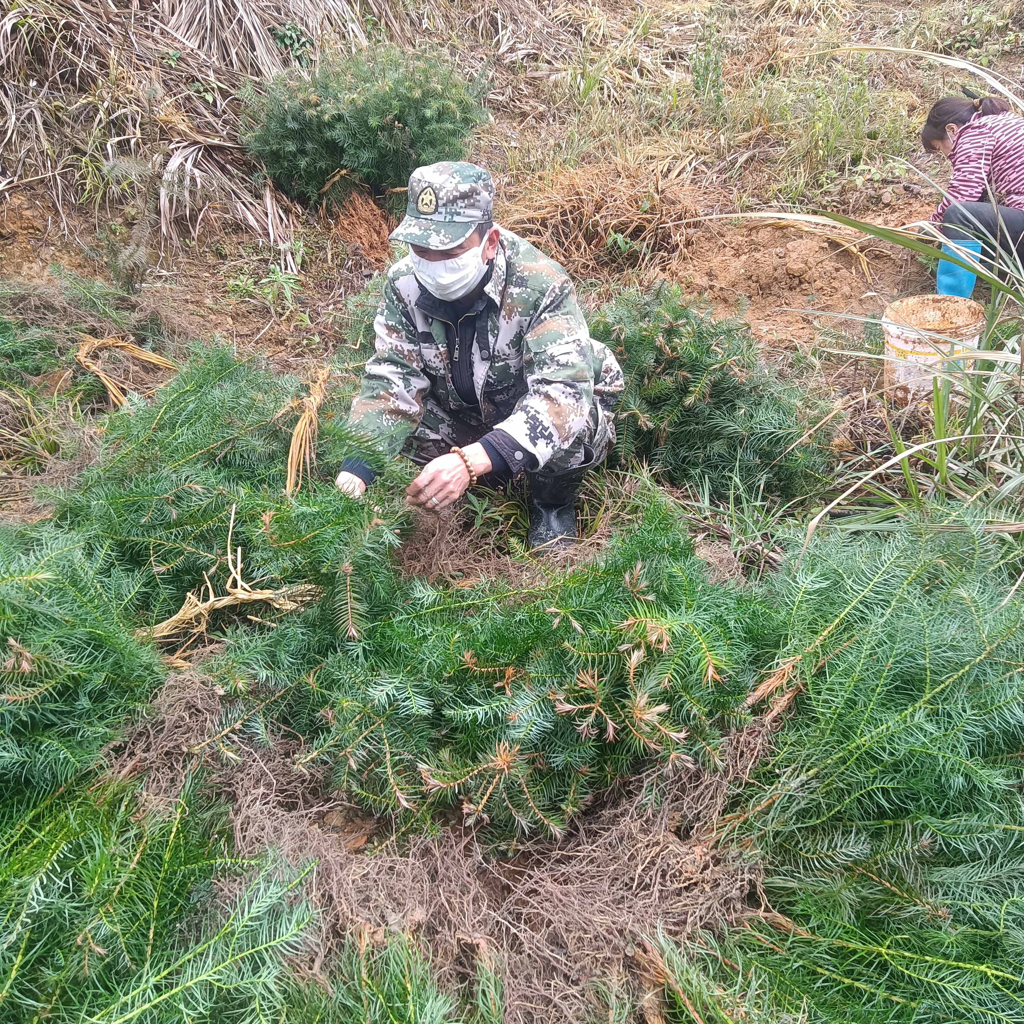 春風(fēng)拂綠，萬象更新，植樹造林正當(dāng)時(shí)